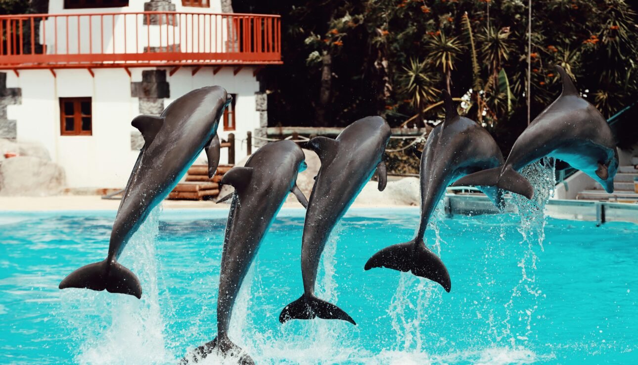 Dolphinarium Dubai (2026)