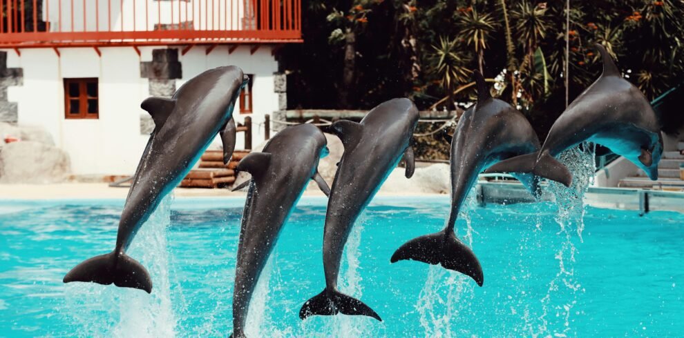 Dolphinarium Dubai (2026)