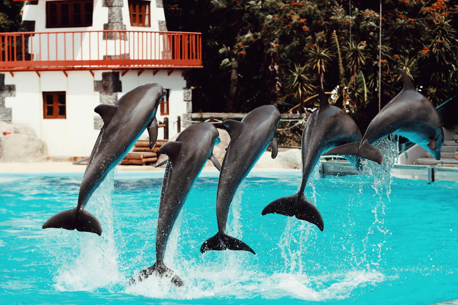 Dolphinarium Dubai (2026)